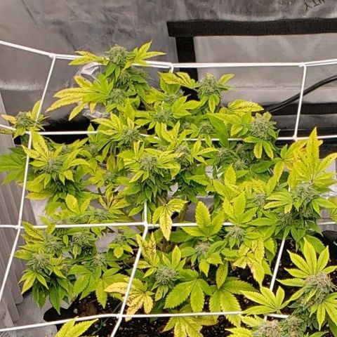 WW #2 Back growlog timeline photo