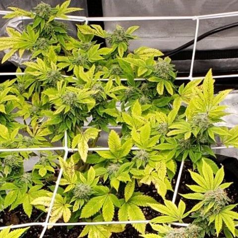 WW #2 Back growlog timeline photo