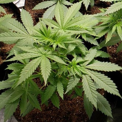 GSCE 1 Front growlog timeline photo