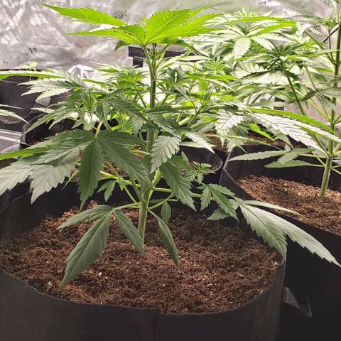 GSCE 1 Front growlog timeline photo