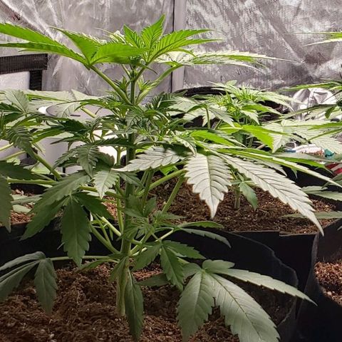 GSCE 1 Front growlog timeline photo