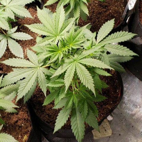 GSCE 1 Front growlog timeline photo