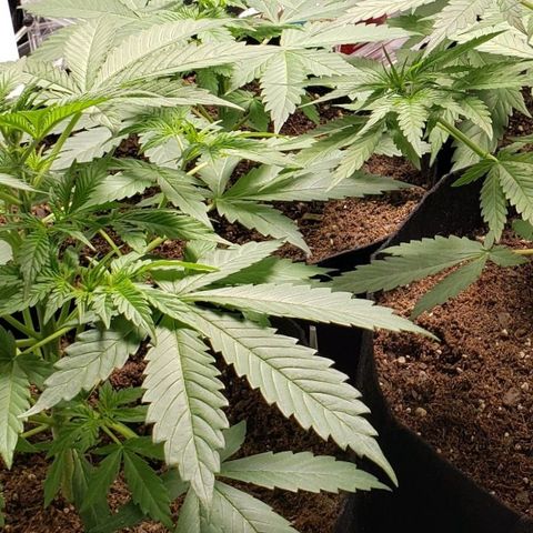 GSCE 1 Front growlog timeline photo