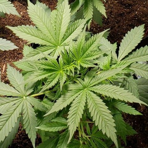 GSCE 1 Front growlog timeline photo