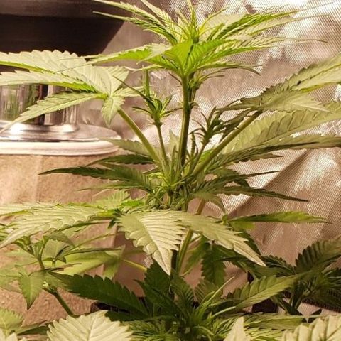 GSCE 4 Righty growlog timeline photo