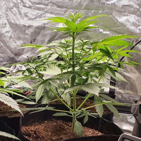 GSCE 4 Righty growlog timeline photo