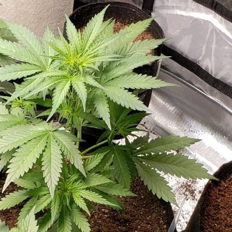 GSCE 4 Righty growlog timeline photo