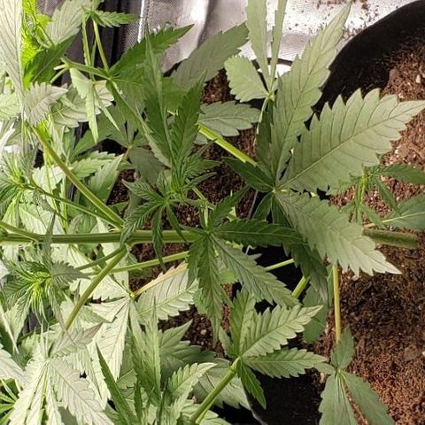 GSCE 4 Righty growlog timeline photo