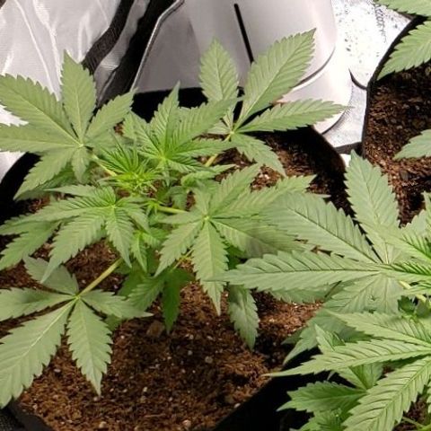 GSCE 5 Stumpy far Left growlog timeline photo