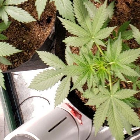 GSCE 5 Stumpy far Left growlog timeline photo