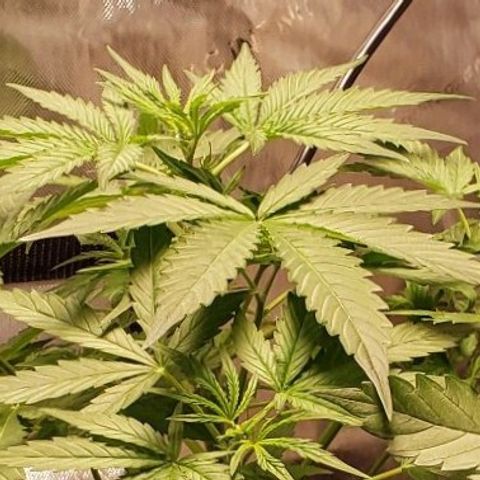 GSCE 2 Back growlog timeline photo