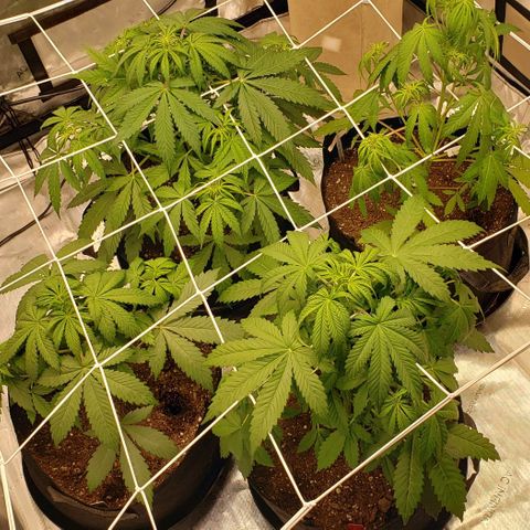 GSCE 4 Righty growlog timeline photo