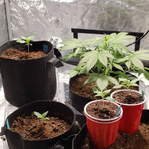 GSCE 5 Stumpy far Left growlog timeline photo