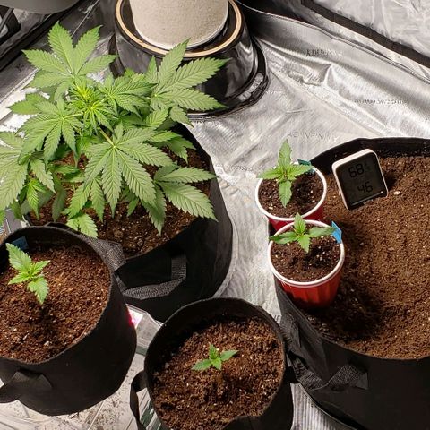 GSCE 5 Stumpy far Left growlog timeline photo