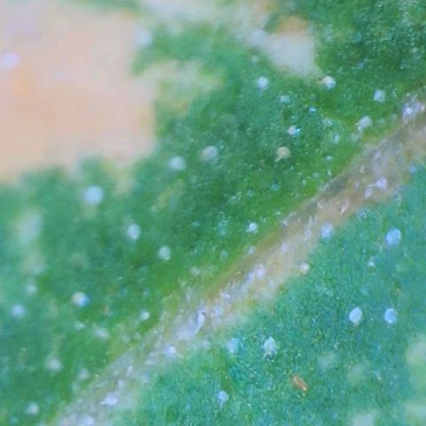 GSCE 1 Front growlog photo: Regular and microscope pics of leaf surface discoloration 