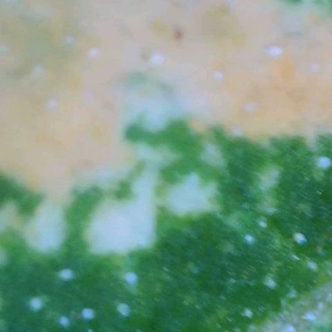 GSCE 1 Front growlog photo: Regular and microscope pics of leaf surface discoloration 