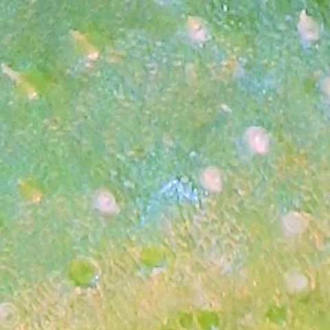 GSCE 1 Front growlog photo: Regular and microscope pics of leaf surface discoloration 