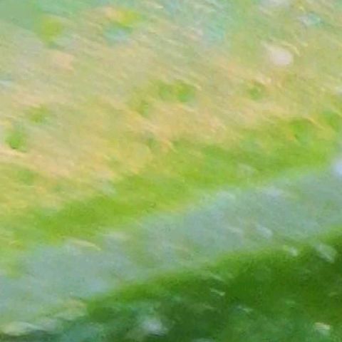 GSCE 1 Front growlog photo: Regular and microscope pics of leaf surface discoloration 