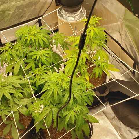 GSCE 4 Righty growlog timeline photo