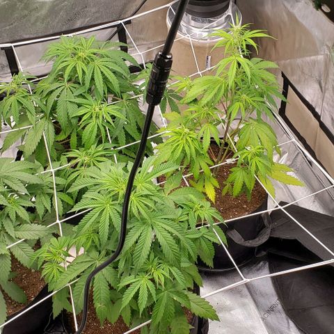 GSCE 4 Righty growlog timeline photo