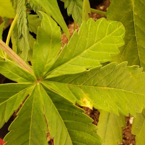 GSCE 4 Righty growlog timeline photo