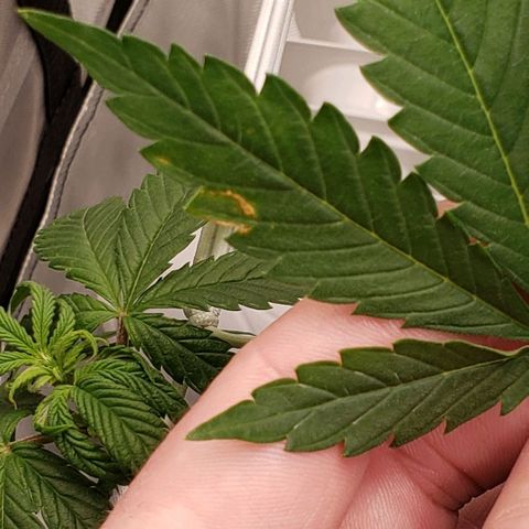 GSCE 4 Righty growlog timeline photo