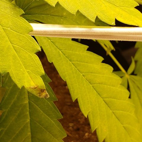 GSCE 4 Righty growlog timeline photo