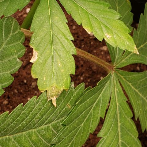 GSCE 4 Righty growlog timeline photo