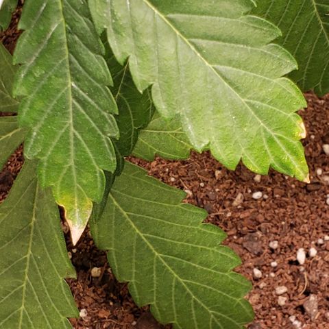 GSCE 4 Righty growlog timeline photo