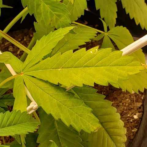 GSCE 4 Righty growlog timeline photo