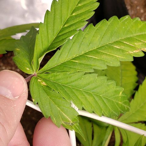 GSCE 4 Righty growlog timeline photo