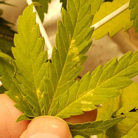 GSCE 4 Righty growlog timeline photo