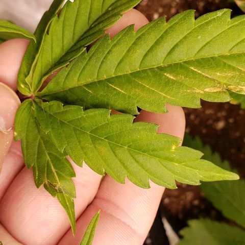 GSCE 4 Righty growlog timeline photo