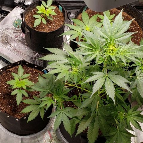 GSCE 5 Stumpy far Left growlog timeline photo