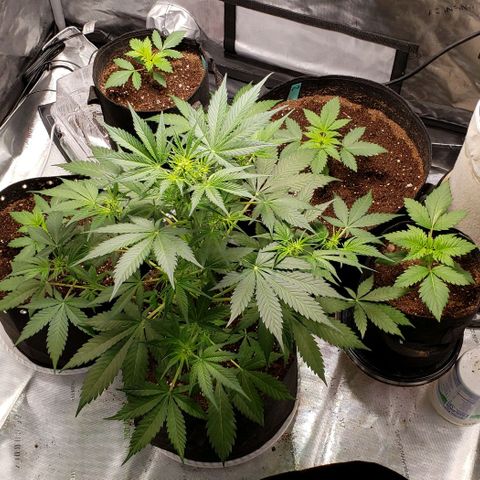 GSCE 5 Stumpy far Left growlog timeline photo