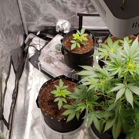 GSCE 5 Stumpy far Left growlog timeline photo