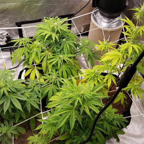 GSCE 4 Righty growlog timeline photo