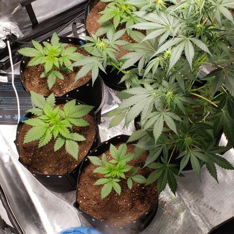 GSCE 5 Stumpy far Left growlog timeline photo