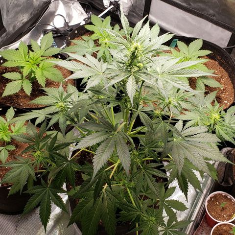 GSCE 5 Stumpy far Left growlog timeline photo