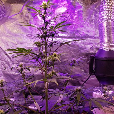 GSCE 5 Stumpy far Left growlog timeline photo