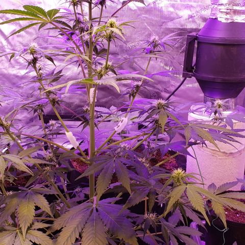 GSCE 5 Stumpy far Left growlog timeline photo