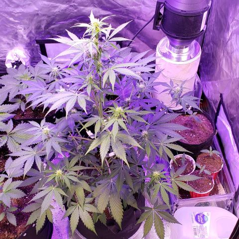 GSCE 5 Stumpy far Left growlog timeline photo