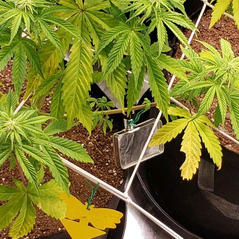 GSCE 1 Front growlog timeline photo