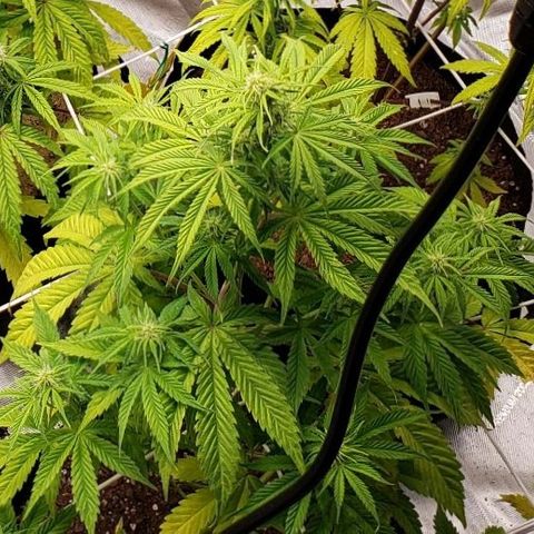 GSCE 1 Front growlog timeline photo