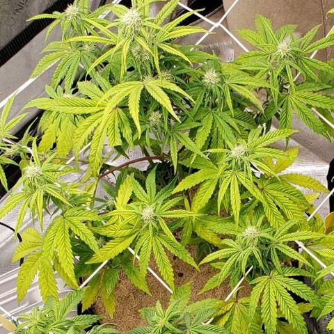 GSCE 2 Back growlog timeline photo