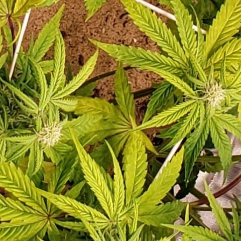 GSCE 2 Back growlog timeline photo