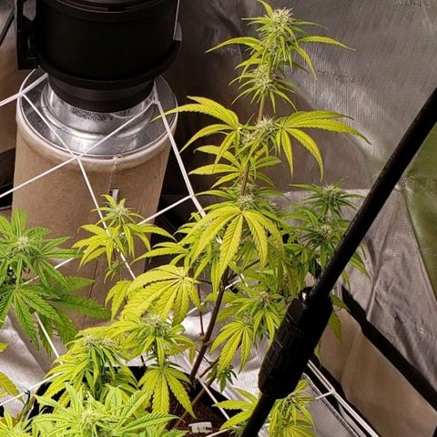 GSCE 4 Righty growlog timeline photo