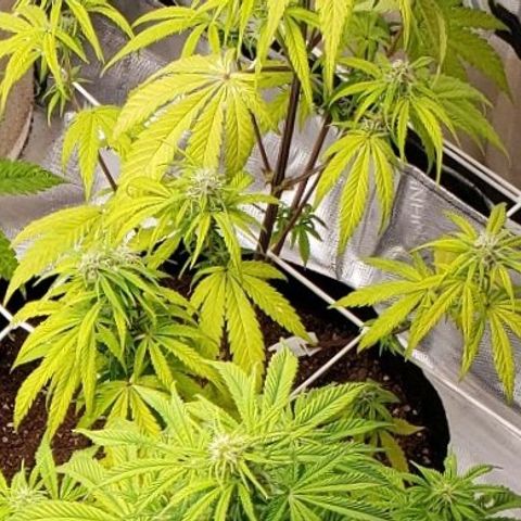 GSCE 4 Righty growlog timeline photo