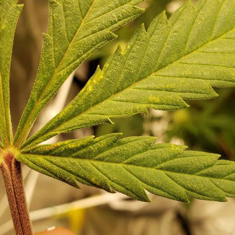 GSCE 5 Stumpy far Left growlog photo: Possible start of whatever issue other 3 gsce's in tent have?