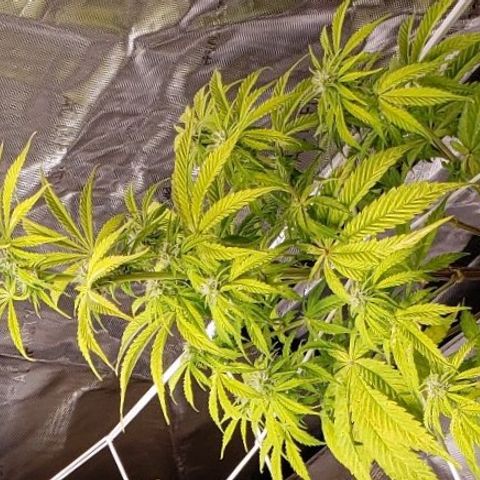 GSCE 1 Front growlog timeline photo